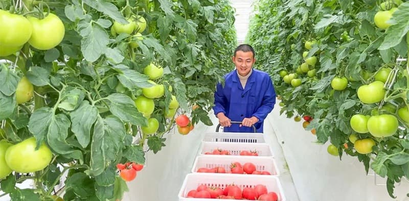 images/1674978665442tomato grading.jpg